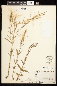Epilobium palustre image
