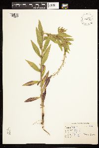 Epilobium alpinum image