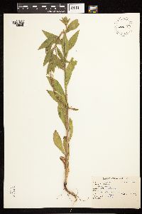 Epilobium alpinum image