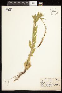Epilobium alpinum image