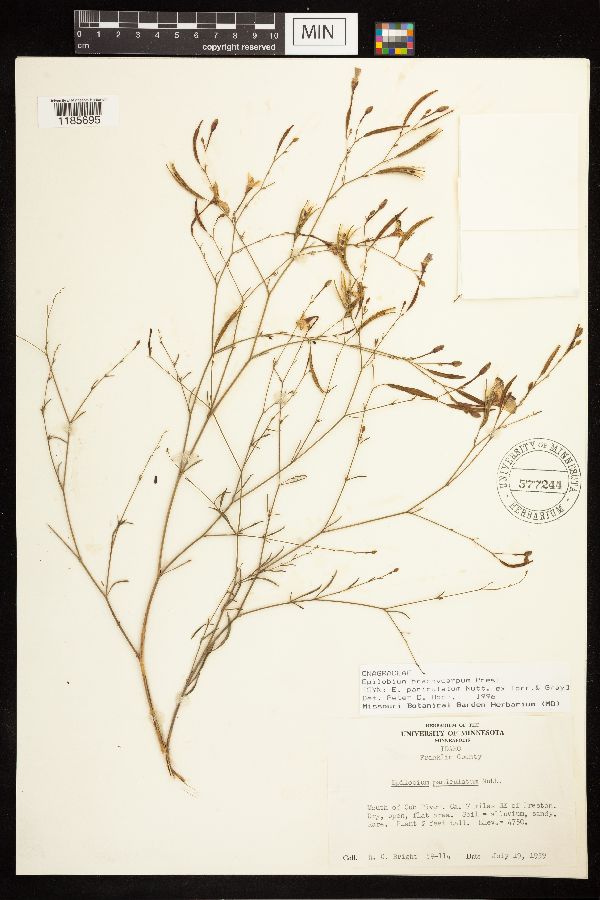 Epilobium brachycarpum image
