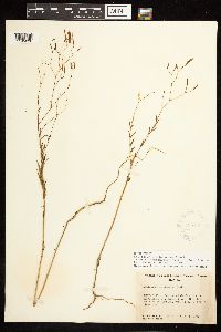 Epilobium brachycarpum image