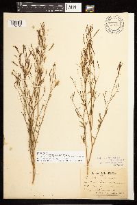 Epilobium brachycarpum image