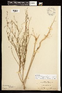 Epilobium brachycarpum image