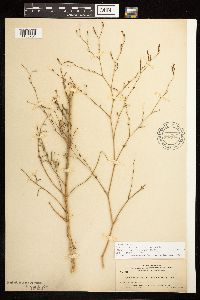Epilobium brachycarpum image