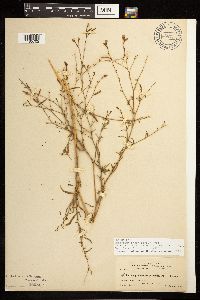 Epilobium brachycarpum image