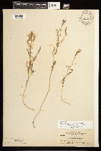 Epilobium brachycarpum image