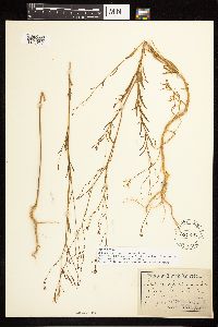 Epilobium brachycarpum image