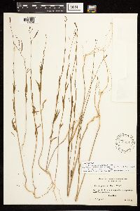 Epilobium brachycarpum image