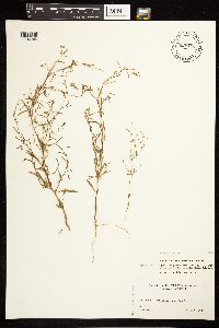 Epilobium brachycarpum image