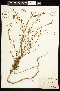 Epilobium brachycarpum image