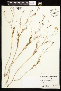 Epilobium brachycarpum image