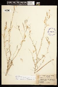 Epilobium brachycarpum image