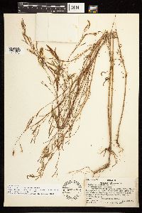 Epilobium brachycarpum image