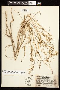 Epilobium brachycarpum image