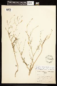 Epilobium brachycarpum image