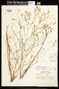 Epilobium brachycarpum image