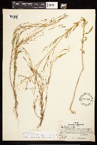 Epilobium brachycarpum image