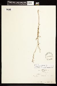 Epilobium brachycarpum image