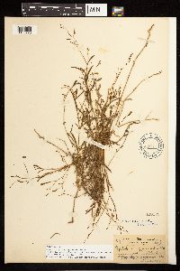 Epilobium brachycarpum image