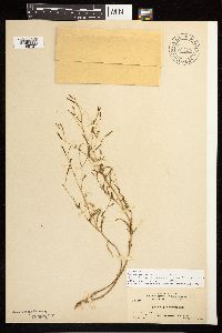 Epilobium brachycarpum image