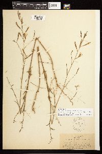 Epilobium brachycarpum image