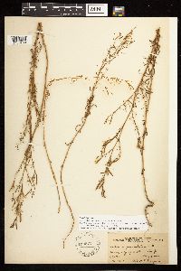 Epilobium brachycarpum image