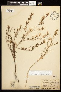 Epilobium brachycarpum image