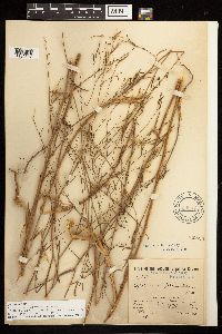 Epilobium brachycarpum image