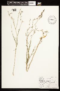 Epilobium brachycarpum image
