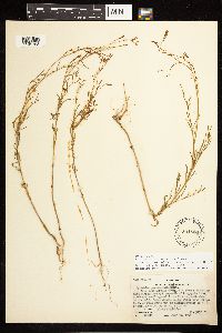 Epilobium brachycarpum image