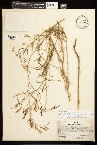 Epilobium brachycarpum image