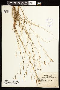 Epilobium brachycarpum image