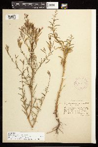 Epilobium brachycarpum image