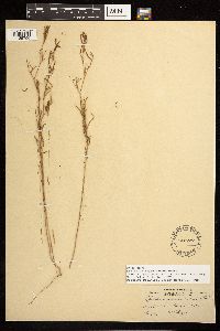 Epilobium brachycarpum image