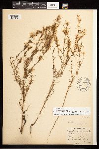 Epilobium brachycarpum image