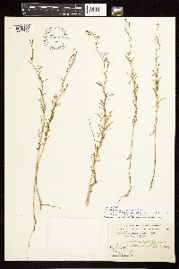 Epilobium brachycarpum image
