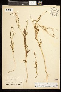 Epilobium brachycarpum image