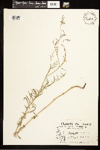 Epilobium brachycarpum image