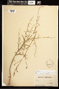Epilobium brachycarpum image