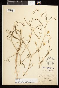 Epilobium brachycarpum image