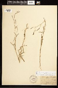 Epilobium brachycarpum image