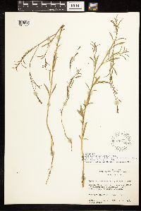 Epilobium brachycarpum image