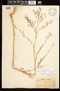 Epilobium brachycarpum image