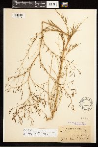 Epilobium brachycarpum image
