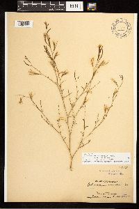 Epilobium brachycarpum image