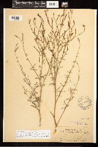 Epilobium brachycarpum image