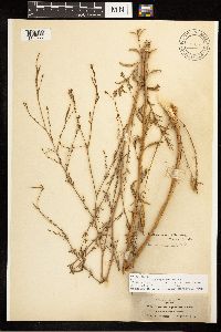 Epilobium brachycarpum image