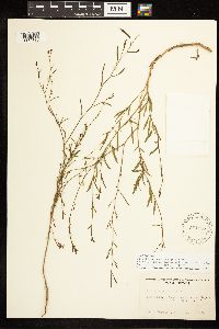 Epilobium brachycarpum image