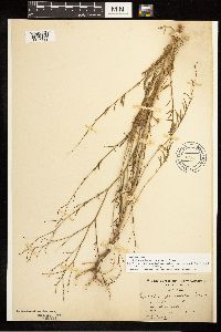 Epilobium brachycarpum image